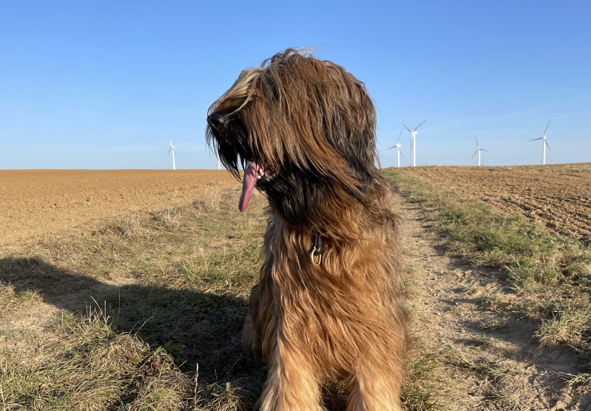 Briards vom Zwackelmann