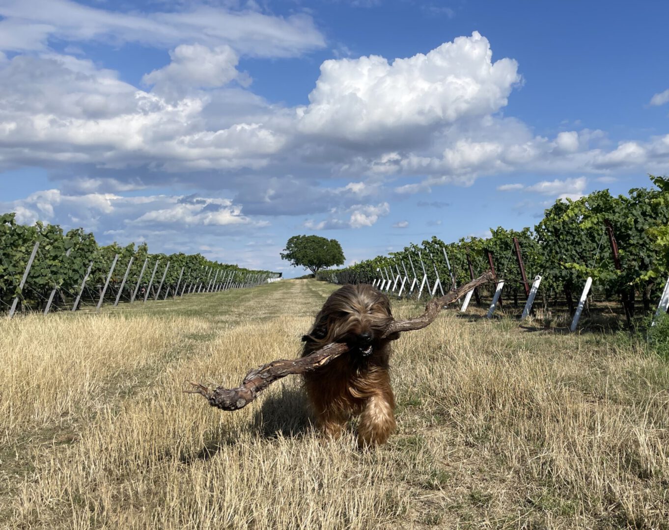 Int. Rassehunde Ausstellung Rostock 23